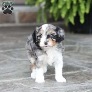 Lane, Cavapoo Puppy